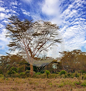 Acacias trees