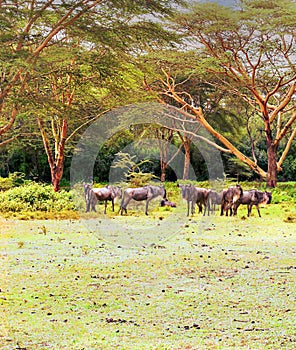 Acacias trees