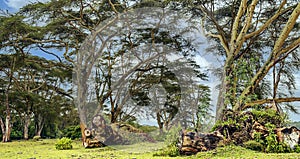 Acacias trees