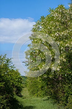 Acacias trees on the meadow at springtime