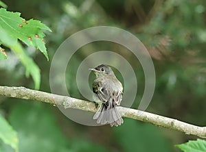 Acadian flycatcher Empidonax virescens perched