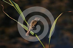 Acadian Flycatcher Viewing Pond photo