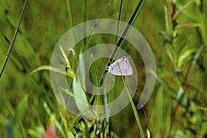 Acadian Hairstreak Butterfly   58448