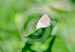 Acadian Hairstreak Butterfly, Lycaenidae photo