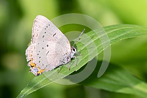 Acadian Hairstreak Butterfly at Taylor Creek Park