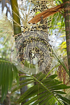 Acai AÃÂ§aÃÂ­ Palm Fruit Tree Close-Up