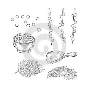 Acai berries botanical elements set