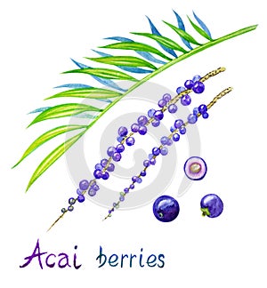 Acai berries Euterpe oleracea on a branch and individual berries, watercolor photo