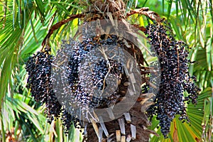 Acai berries on a palm tree