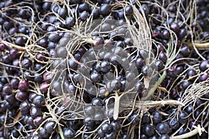 Acai fruit - Euterpe oleracea