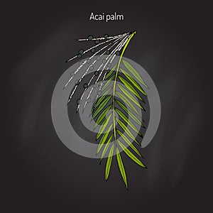 Acai palm Euterpe oleracea