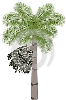 Acai palm tree (Euterpe oleracea) - illustration