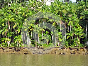 Palmeras 