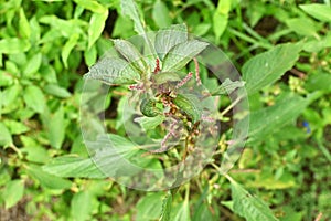 Acalypha australis ( Australian acalypha ) flowers.