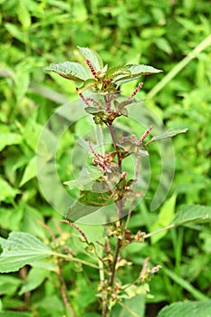 Acalypha australis ( Australian acalypha ) flowers.