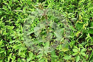 Acalypha australis ( Australian acalypha ) flowers.