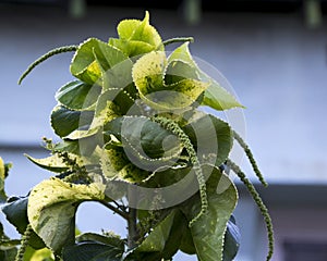 Acalypha a genus of flowering plants in the family Euphorbiaceae. photo