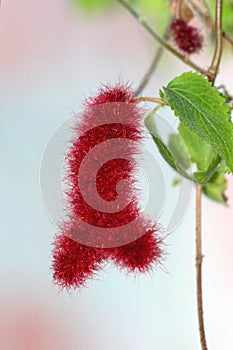 Acalypha hispida chenille plant red fluffy flower spike
