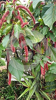 Acalypha hispida is one of Euphorbiaceae family