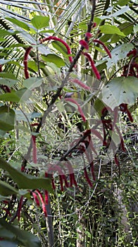 Acalypha hispida plant, also known as the Chenille plant or Red Hot Cat\'s Tail.