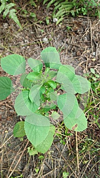 Acalypha Indica,Indian Copper leaf, kuppi, in hindi ,Muktsjhuri in Bengali, harit madhuri,  a medicinal plant. Ã¹y