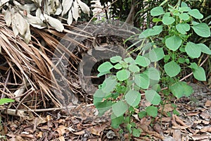 Acalypha indica plant on jungle