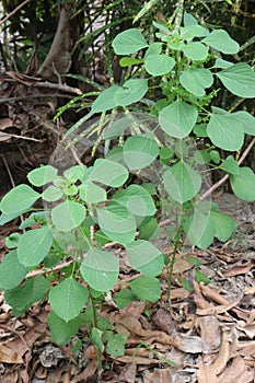 Acalypha indica plant on jungle