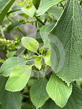 Acalypha indica plant in nature garden