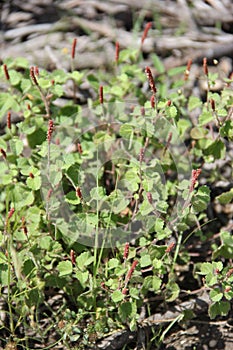 Acalypha monostachya