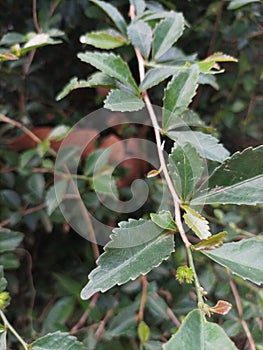 Acalypha siamensis