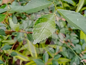 Acalypha siamensis plant