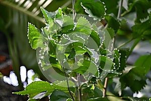 Acalypha wilkesiana `Godseffiana`.