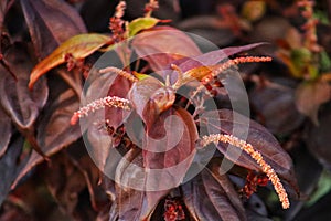 Acalypha wilkesiana has a densely arranged crown. the colour is unique.