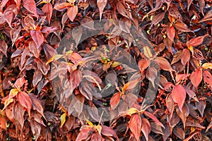 Acalypha wilkesiana has a densely arranged crown. the colour is unique.