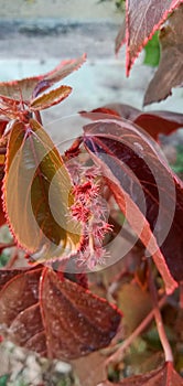 Acalypha Wilkesiana leaves ,copper leaves plant