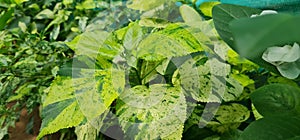 Acalypha wilkesiana Tahiti is an evergreen shrub which has leaves with serrated edges and yellow green variegated flaky patches