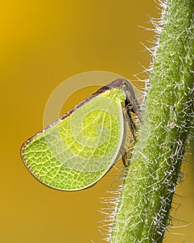 Acanaloniid Planthopper on a plant stem
