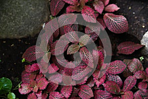 Acanthaceae fittonia