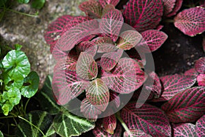 Acanthaceae fittonia