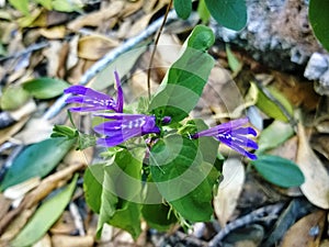 Acanthaceae justicia sonorae flower in the French West Indies photo