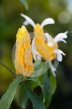 Acanthaceae Pachystachys lutea