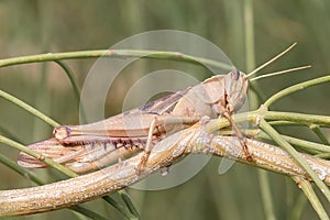 Acanthacris ruficornis