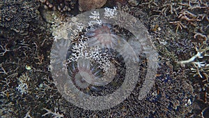 Acanthaster planci crown of thorn starfish outbreak eating coral white scar on coral colonies