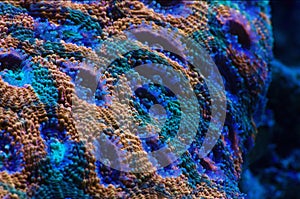 Acanthastrea lordhowensis