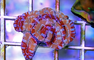 Acanthastrea lordhowensis LPS coral in aquarium