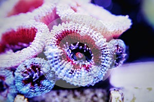 Acanthastrea lordhowensis LPS coral in reef aquarium