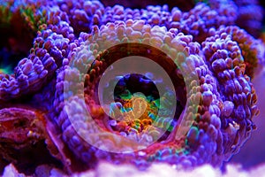 Acanthastrea lordhowensis LPS coral in reef aquarium