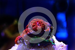 Corallo Scogliera acquario 