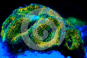 Acanthastrea lordhowensis LPS coral in reef aquarium photo