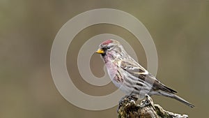 Acanthis flammea cabaret. Male Common Redpoll. Acanthis flammea.